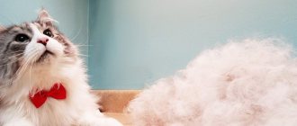 The cat sheds a lot - what to do at home: reasons for constant shedding and solution to the problem