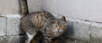 The cat shakes its tail when marking its territory