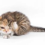 Kitten scratching its ears: causes and methods of treatment. What could be the reason for the fact that the kitten scratches its ears, shakes its head and looks sick? 