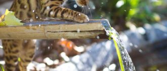 Kitten and water