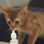 Kitten sniffs drops