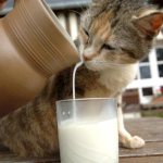 A kitten drinks milk that is poured from a jug.