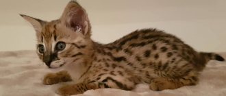 Savannah kitten