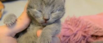 Kitten with closed eyes