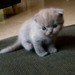 Scottish fold kitten