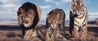 Лев, леопард, тигр