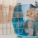 best cat carriers