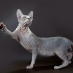 Hairless cat breeds