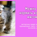 маленький кот