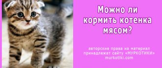 маленький кот