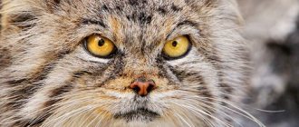 manul