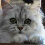 Maine Coon photo