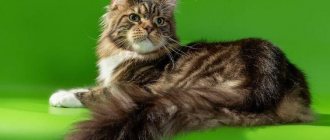 Maine Coon - The most beautiful cat breeds