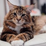 Maine Coon_7.jpg