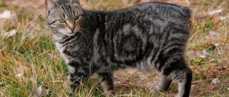 Manx breed photo