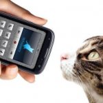 Mobile application for cats iOS/Android SOFT