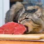 Can cats eat raw meat?