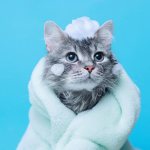 Is it possible to wash a cat with regular shampoo?