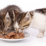 soft dry cat food