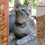 На фото кошки породы Оцикет популярных окрасов
