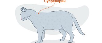 Обзор противозачаточного препарата Депо-Провера для кошек