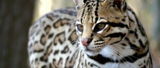 ocelot wild cat