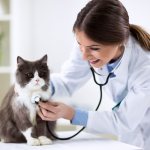 Осмотр кошки ветеринаром