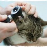 otitis in cats