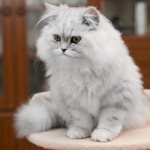 Persian cat