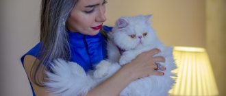 Почему домашний кот нападает и кусает хозяина