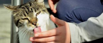 Why does a cat lick its owner&#39;s hands? read the article