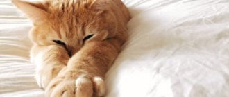 Почему кошка писает на кровать читайте статью