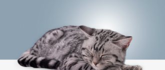 Почему кошки лезут в кровать к человеку, спят с людьми?