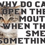 Why do cats open their mouths when they smell something?