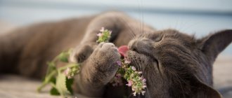 Why do cats love valerian so much?