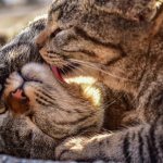 Why do cats lick each other?