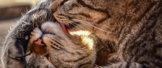 Why do cats lick each other?