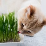 Почему коты едят растения, зелень
