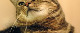 Why is the cat drooling: [Find out the reason, What to do]