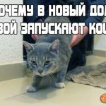 Почему в новый дом первой запускают кошку