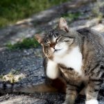 Tabby cat scratches behind the ear