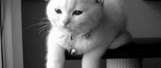 White cat breeds