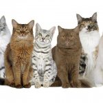 Cat breeds: description of all types and list with names in alphabetical order