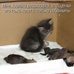 Прикольные и смешные картинки котов