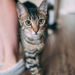 Train your cat to use the litter box