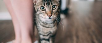 Train your cat to use the litter box