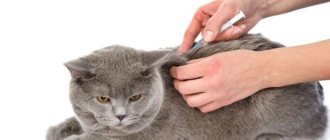 cat vaccination