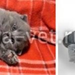 vaccinations for Scottish fold kittens