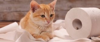 Проблемы с мочеиспусканием у кота