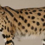 Spotted Savannah cat